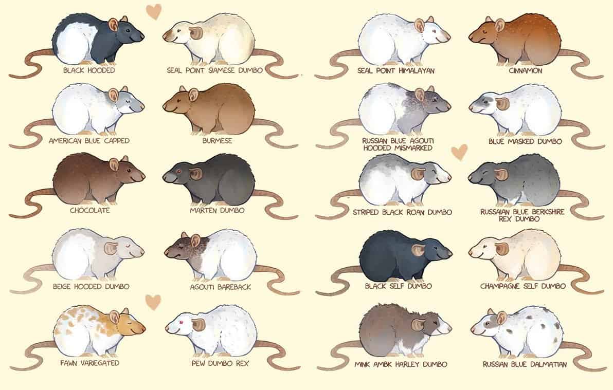 Different Types Of Pet Rats Discover The Different Colors Body Shapes