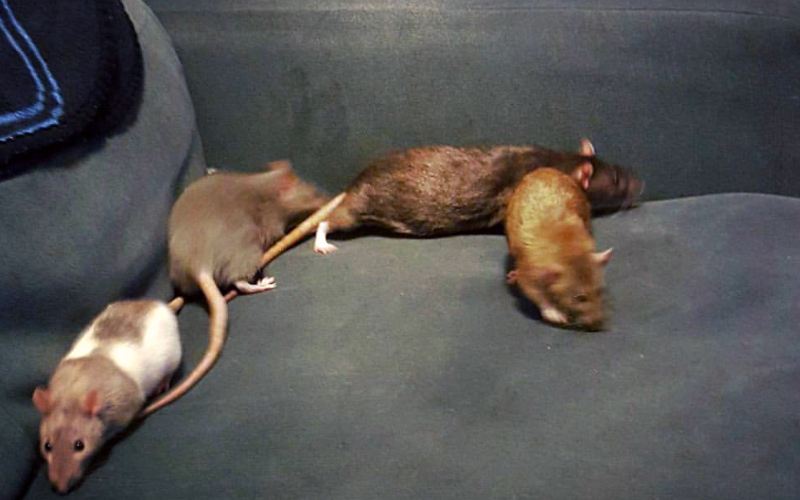 5 Reasons Why I Love My Pet Rats