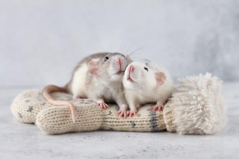 Pregnant Rat Care (Including Diet, Birthing & More)