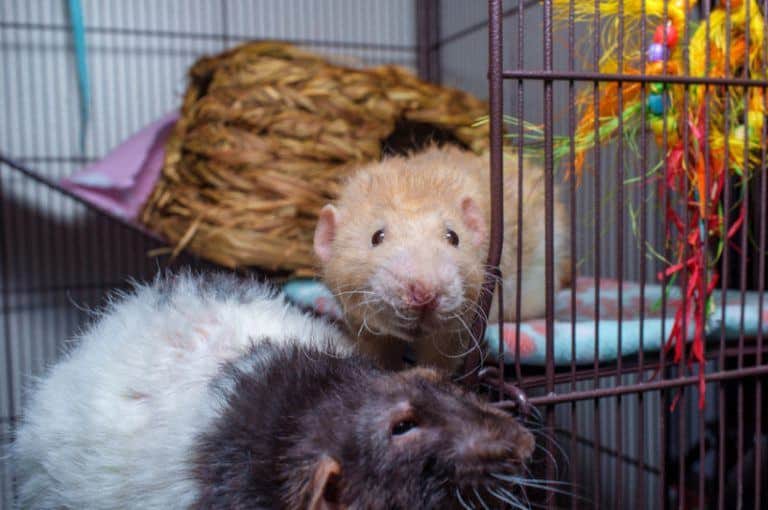 5 Best Rat Cages in 2024 (With Complete Buying Guide)