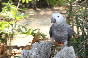 How Long Do Parrots Live? Learn Average Lifespans Of Popular Parrots
