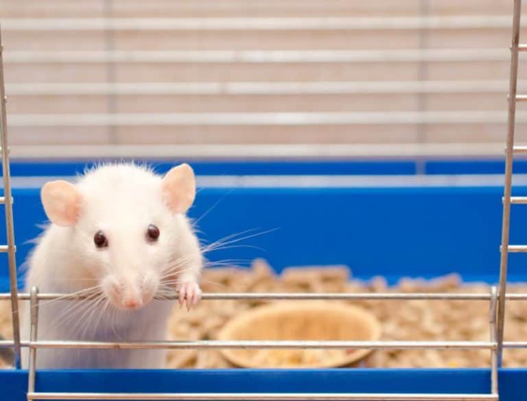 Best Bedding for Rats to Reduce Odor & Keep Them Safe