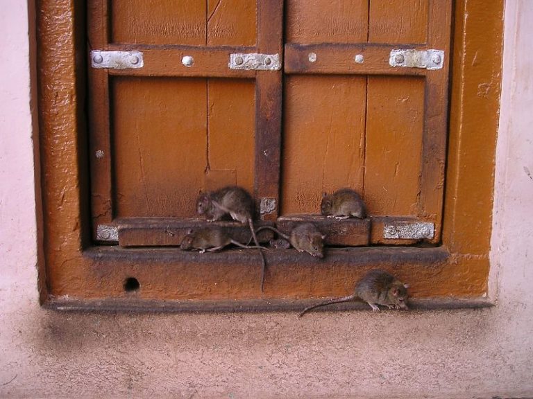 Wild Rats vs Pet Rats How Do They Differ?