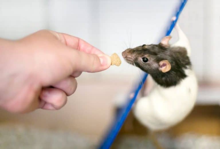 Do Pet Rats Know Their Owners? Do They Recognize Their Name?