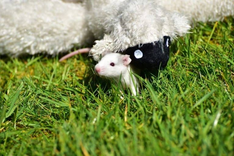 What Colors Can Rats See? How Does Your Rat See the World?