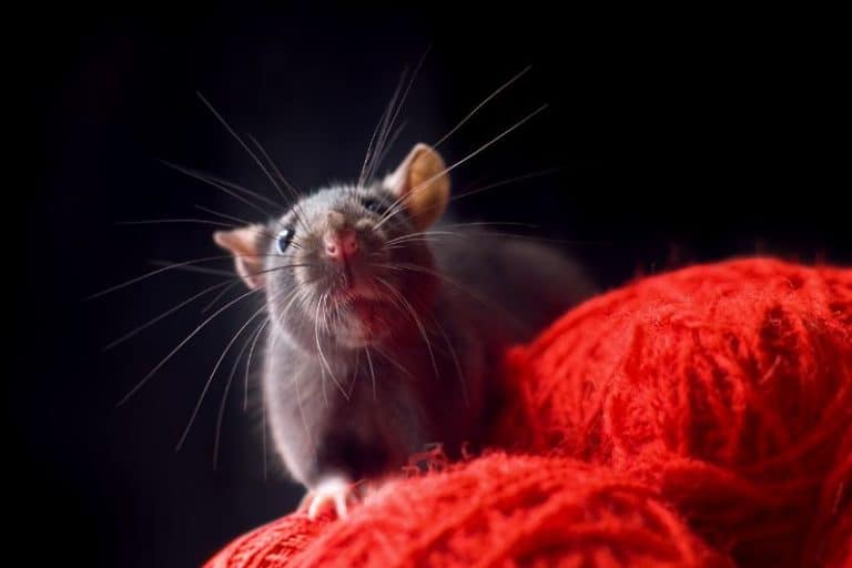 What Colors Can Rats See? How Does Your Rat See the World?