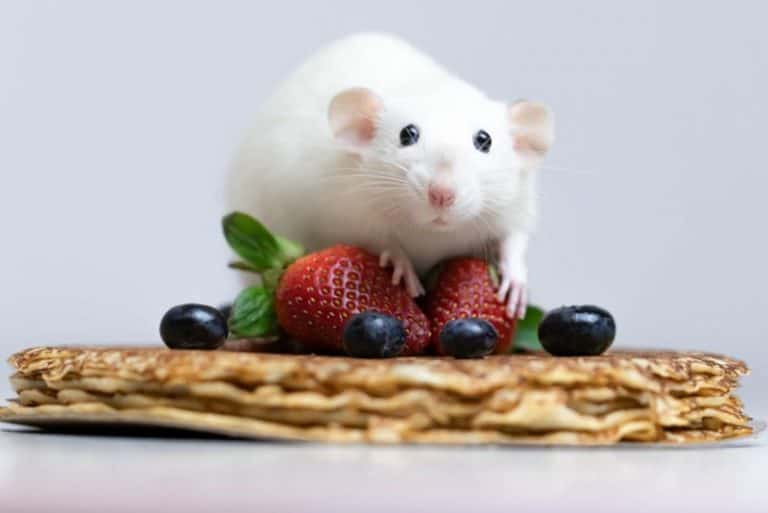 Can Rats Eat Strawberries? Flesh & Tops, Fresh or Frozen?