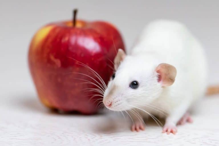 Rats As Pets Pros & Cons To Consider Before Owning A Rat