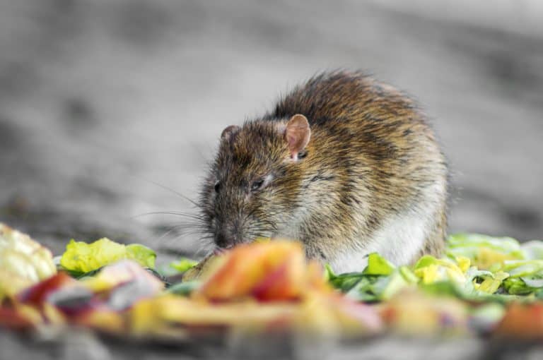 Can Rats Eat Lettuce? What Kind? A Veterinarians Advice
