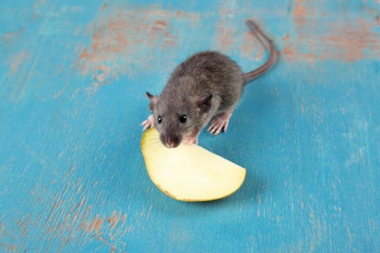 Can Rats Eat Apples Fresh or Dried? Are Seeds & Skin Safe?
