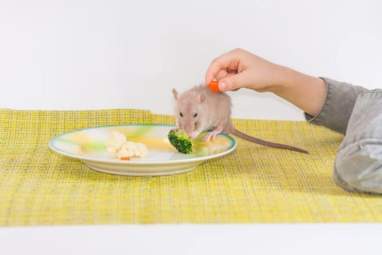 Can Rats Eat Broccoli? Raw or Cooked is it Safe?