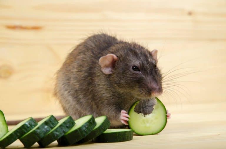 Can Rats Eat Lettuce? What Kind? A Veterinarians Advice