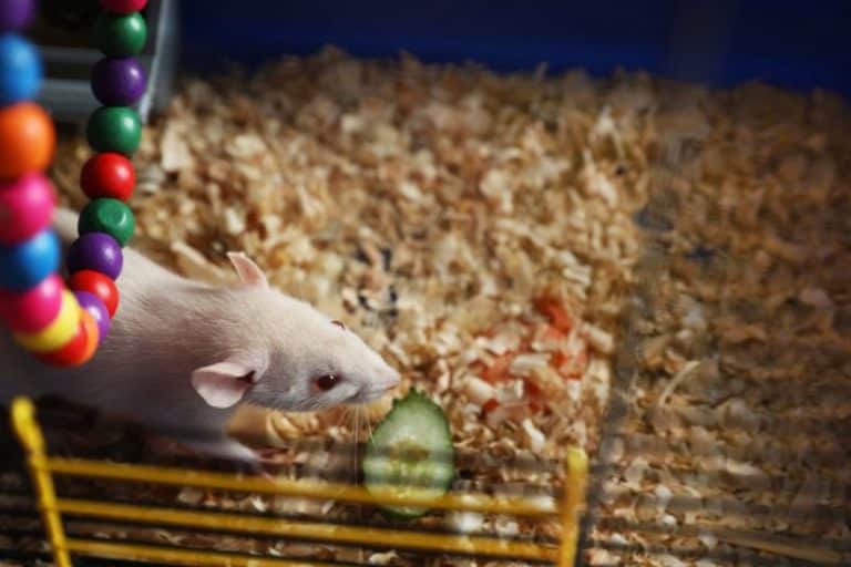 Can Rats Eat Cucumber? Seeds & Peel? Pickled? A Vets Advice