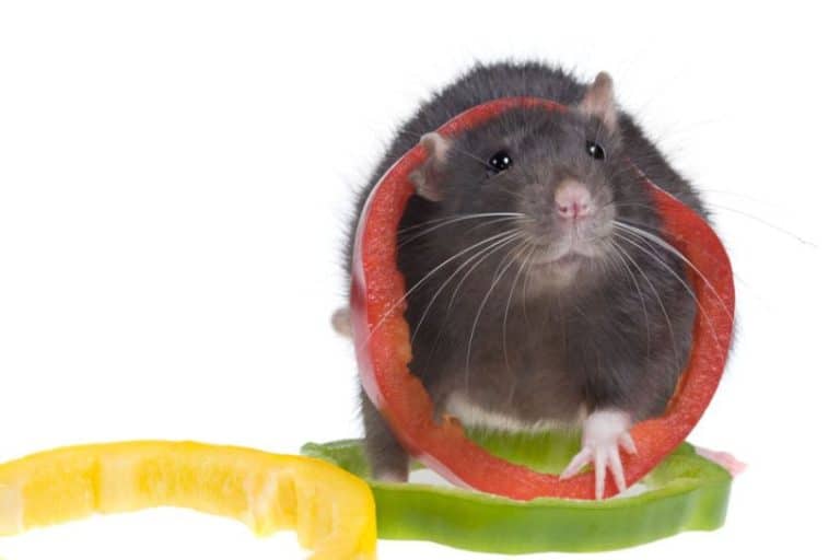 Can Rats Eat Bell Peppers Green, Seed, Raw Are They Safe?