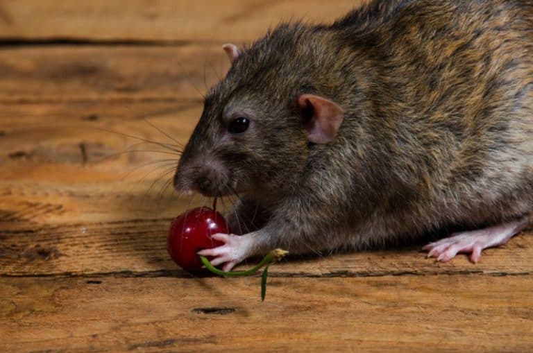 Can Rats Eat Cherries? Fresh or Frozen? With or Without Pit?