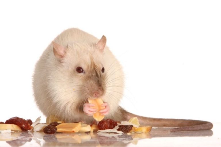Can Rats Eat Peanuts? Are They Safe? Advice From a Vet