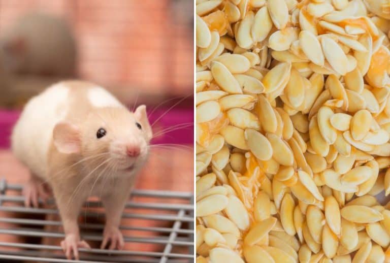 Can Rats Eat Cantaloupe Flesh, Seeds or Rind? A Vet's Advice