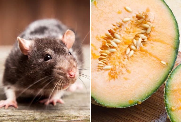 What Colors Can Rats See? How Does Your Rat See the World?